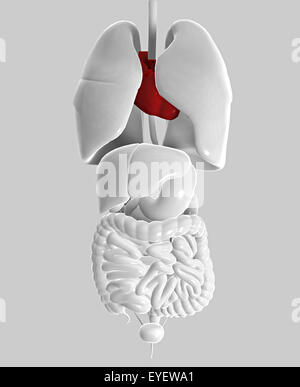 Intestine lungs heart human body woman Stock Photo