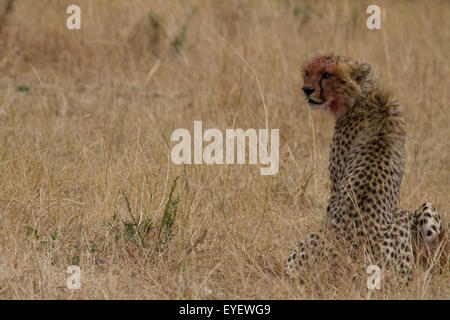 Male Cheetah with blood on his head. Stock Photo