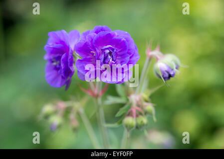 Geranium pratense plenum violaceum. A double flowered cranesbill with deep violet flowers in summer. Stock Photo