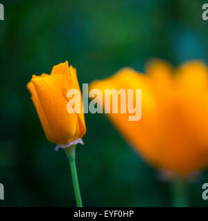 Abstract image of an orange flower bud of a california poppy (escholtzia) with soft green background. Stock Photo