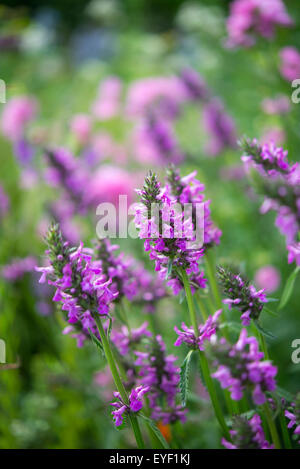 Stachys Officinalis 'Humelo'. A purple flowering border plant in a summer garden. Stock Photo