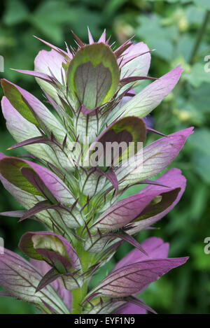 Acanthus Spinosus flower stems with spikes around each flower head. Stock Photo