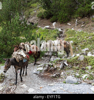Pack mules and dogs descend trail from Spilios Agapitos hiker's refuge in Mt Olympus National Park, Greece Stock Photo