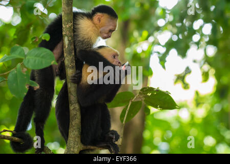 A pair of white face capuchin monkies playing Stock Photo