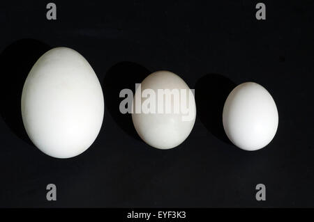 Eiervergleich, Vergleich, Groessenvergleich, Stock Photo