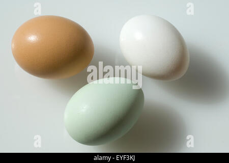 Huehnereier, Gruenes; Gruen, braun, weiss, Stock Photo