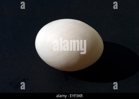 Entenei, Ei; Enteneier, Stock Photo