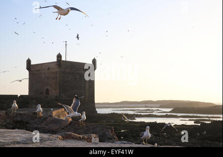 Seagulls flying over the quayside, in front of the fortified tower at sunset at the Skala de la Ville, Essaouira, Morocco Stock Photo