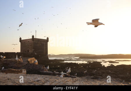 Seagulls flying over the quayside, in front of the fortified tower at sunset at the Skala de la Ville, Essaouira, Morocco Stock Photo