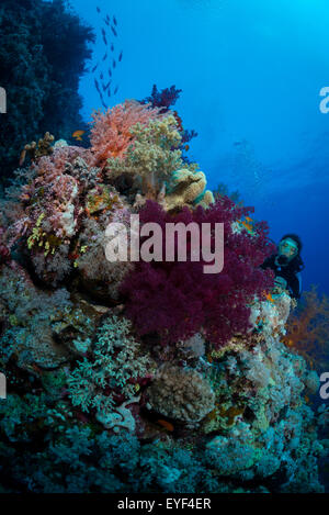 Woman diver photographs the reef at Farsha Umm Kararim, St John's, Red Sea, Eygpt Stock Photo