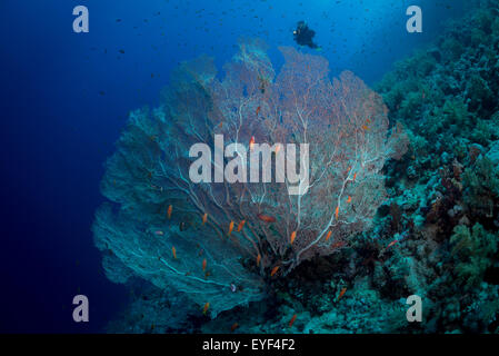 Diver explores a fan coral on Elphinstone Reef, Red Sea, Egypt Stock Photo