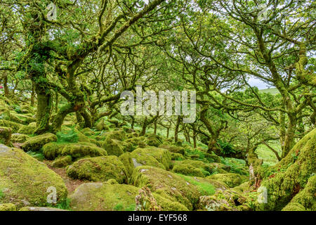 Wistman's Wood, a high-altitude oakwood (Quercus robur), near Two Bridges, Dartmoor National Park, Devon, England, UK Stock Photo