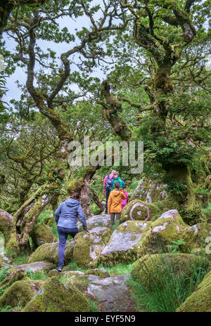 A family walking in Wistman's Wood, a high-altitude oakwood (Quercus robur), near Two Bridges, Dartmoor, Devon, England, UK Stock Photo