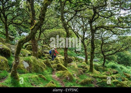 A couple walking in Wistman's Wood, a high-altitude oakwood (Quercus robur), near Two Bridges, Dartmoor, Devon, England, UK Stock Photo