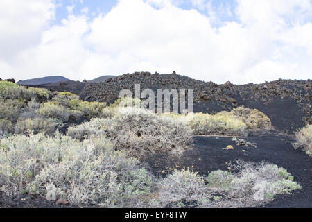 Vegetation growing on the craters of the volcano of Teneguia, La Palma, Spain. Stock Photo