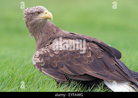 White Tailed Sea Eagle (Haliaeetus Albicilla) Stock Photo