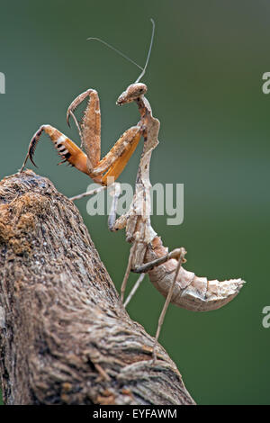 Dead Leaf Praying Mantis (Deroplatys Dessicata)