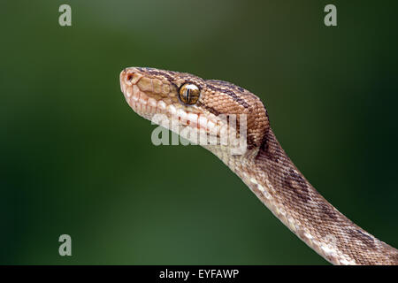 Amazon Tree Boa (Corallus Hortulanus) Stock Photo