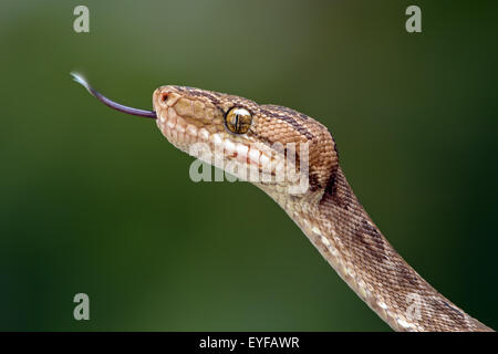 Amazon Tree Boa (Corallus Hortulanus) Stock Photo