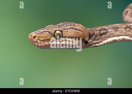 Amazon Tree Boa (Corallus Hortulanus) Stock Photo