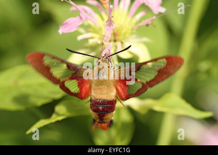 Clearwing Hummingbird Moth on Wild Bergamot Stock Photo