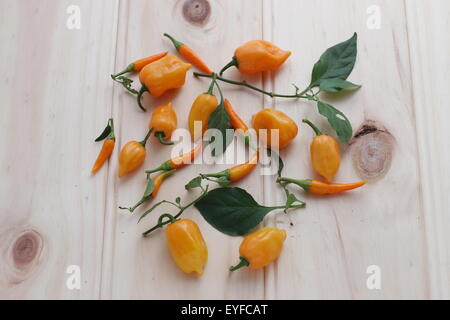 Habanero and Cha Cha chillies on a wooden board Stock Photo