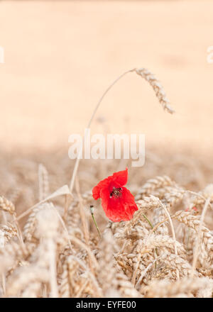 Red poppy flower, Papaver rhoeas, flowering in wheatfield with wheat growing in summer. Stock Photo