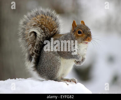 An American Eastern Gray Squirrel (Sciurus carolinensis) on a snowy day in winter Stock Photo