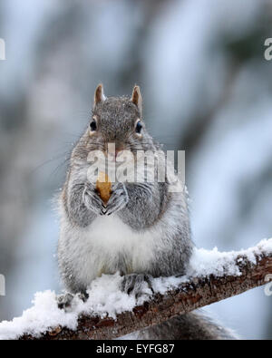 An American gray squirrel (Sciurus carolinensis) holding a nut in it's paws on a snowy day in winter Stock Photo