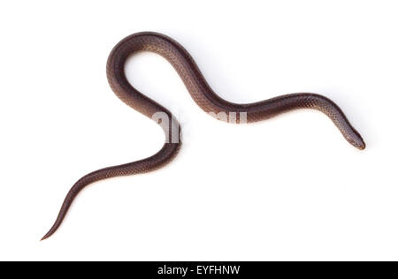 Eastern Wormsnake (Carphophis amoenus) on a white background Stock Photo