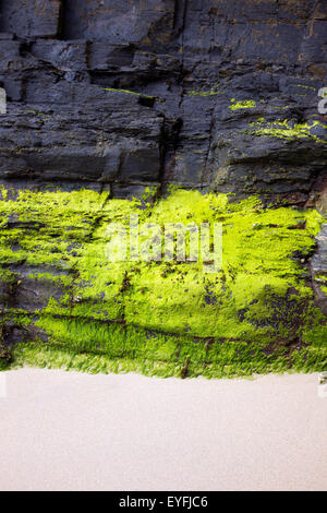 Rockface at Portreath beach showing algae growth on rocks at low-tide. Stock Photo