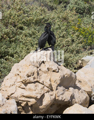 Two cormorants sitting on the branches of a pine tree Stock Photo - Alamy