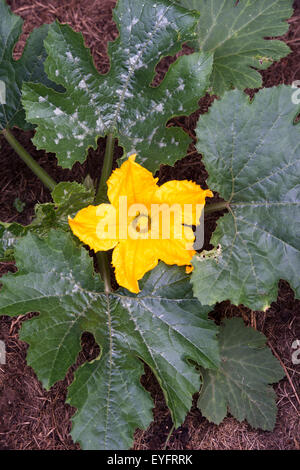 Cucurbita pepo. Courgette plant in flower growing in a compost heap Stock Photo
