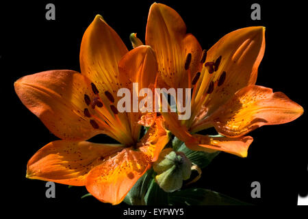 Feuerlilie; Feuer-Lilie; Lilium bulbiferum, Stock Photo