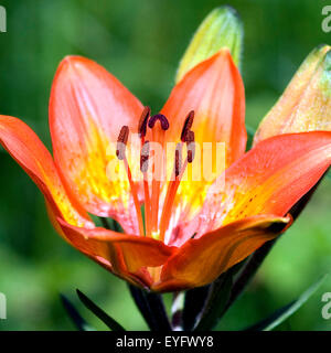 Feuerlilie; Feuer-Lilie; Lilium bulbiferum, Stock Photo