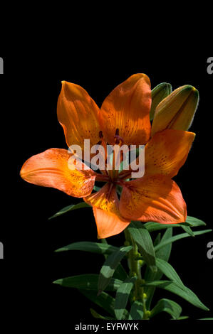 Feuerlilie; Feuer-Lilie; Lilium bulbiferum, Stock Photo