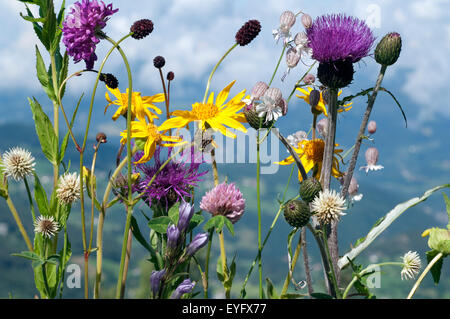 Alpenblumen, Blumenwiese, Stock Photo