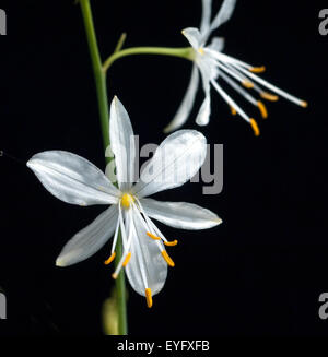 Astlose Graslilie, Anthericum liliago Stock Photo