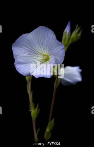 Franzoesischer Lein, Linum narbonense, Stock Photo