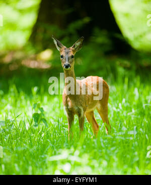 Roe Deer (Capreolus capreolus), doe, standing in a meadow, Lower Saxony, Germany Stock Photo