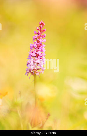 Fragrant orchid (Gymnadenia conopsea) in an Alpine meadow, Gerlossteinwand im Zillertal, Tyrol, Austria Stock Photo