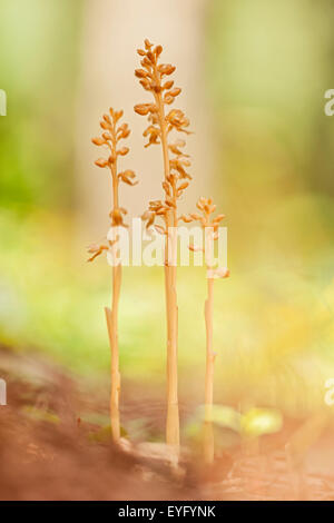 Bird's-nest Orchid (Neottia nidus-avis) group in the forest, Bodental, Carinthia, Austria Stock Photo