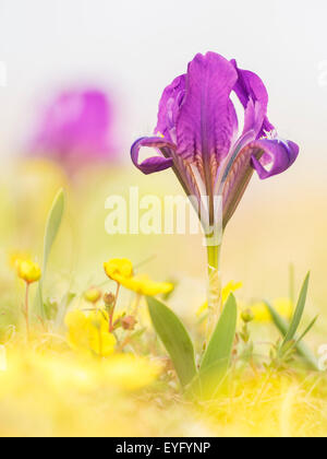 Pygmy iris (Iris pumila), Thenauriegel, Breitenbrunn, Burgenland, Austria Stock Photo