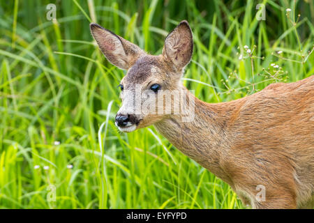 Roe deer (Capreolus capreolus) buck, fawn, portrait, Middle Elbe Biosphere Reserve, Saxony-Anhalt, Germany Stock Photo