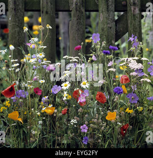 Blumenwiese Stock Photo