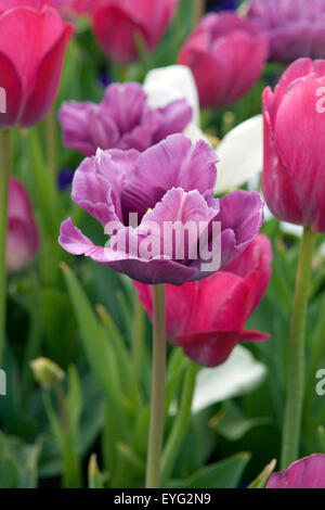 Gefuellte Spaete Tulpe; Casablanca, Stock Photo