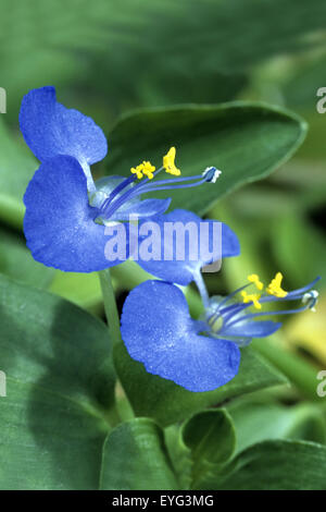 Tagblume, Commelina, communis, Stock Photo