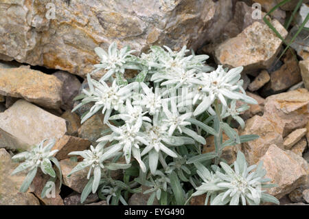 Edelweiss; Leontopodium; nivale; Stock Photo