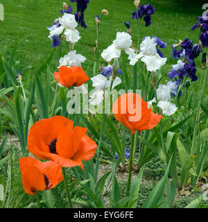Hohe Bart-Iris, Klatschmohn, Stock Photo