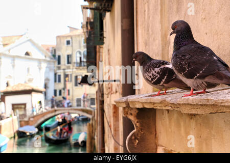 Pigeon couple in Venice Stock Photo